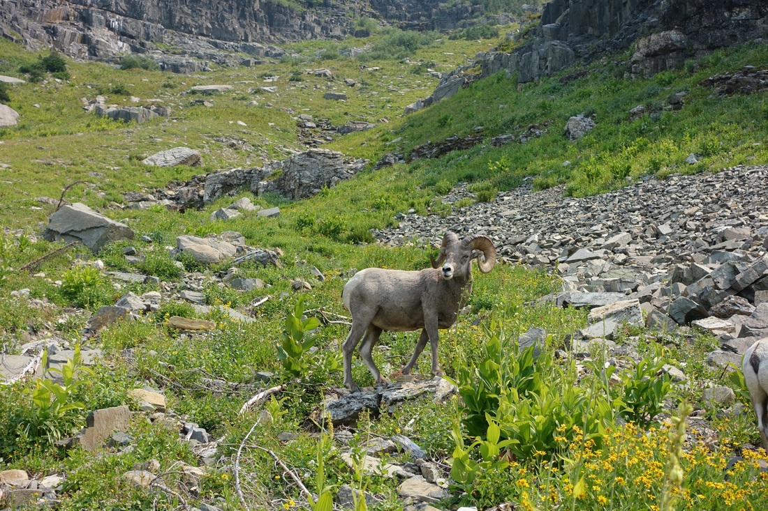 Ram on the Highline Trail