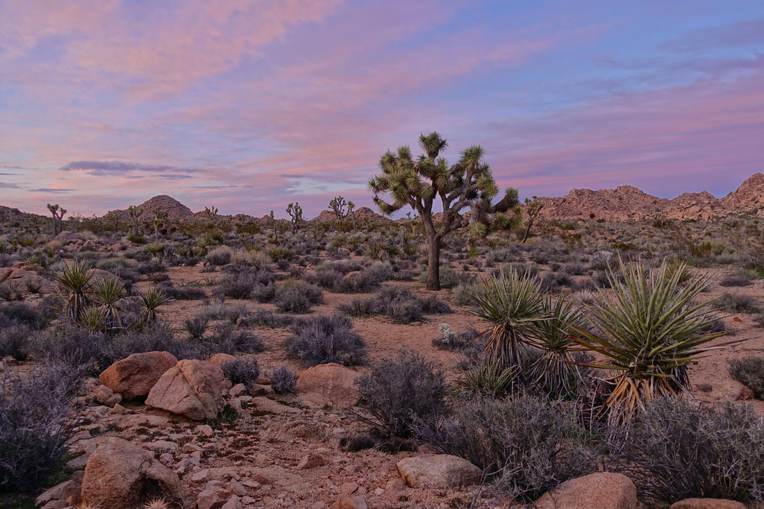 Backcountry camping in Joshua Tree National Park hike