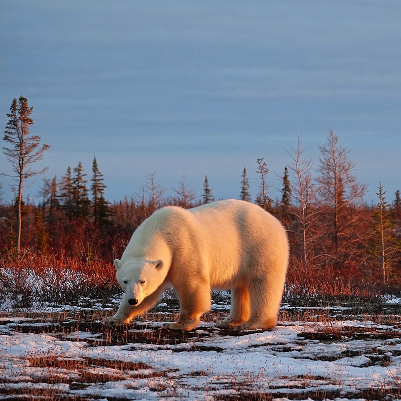 Polar bear at sunset in near Dymond Lake in Manitoba