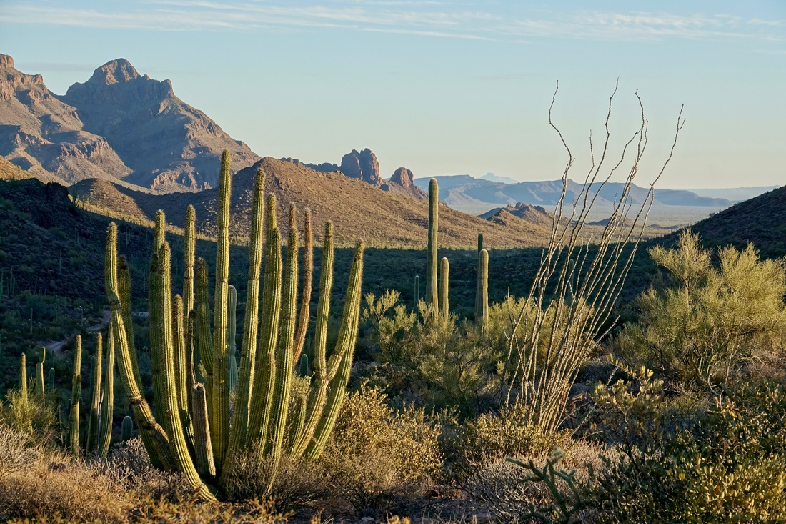 Organ Pipe Cactus and the Ajo Mountains
