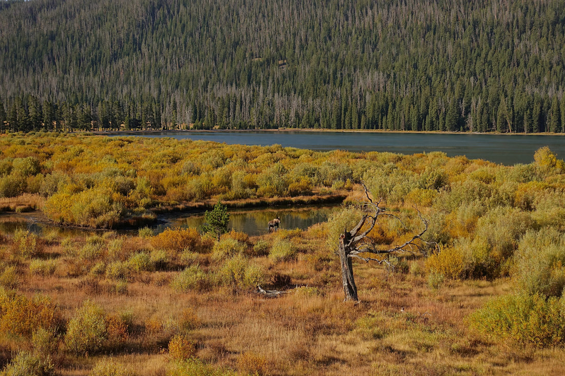 Moose going for a morning feeding at Green River Lakes Wyoming