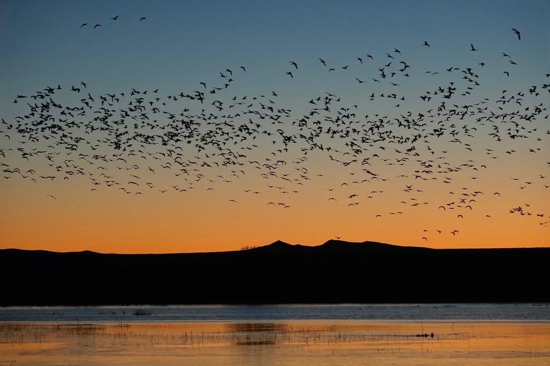 Snow geese in Bosque del Apache refuge in New Mexico