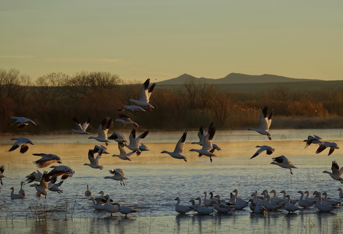 Snow geese taking off from the lake in the morning