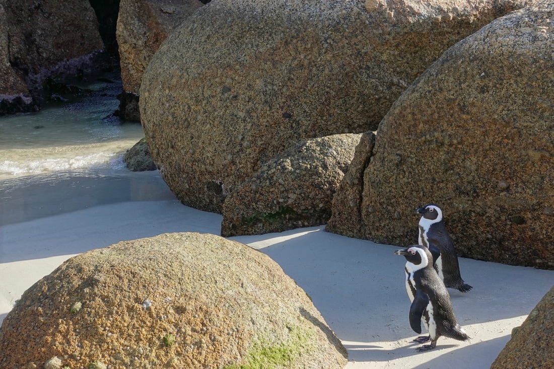 African penguins at Boulder Beach in South africa