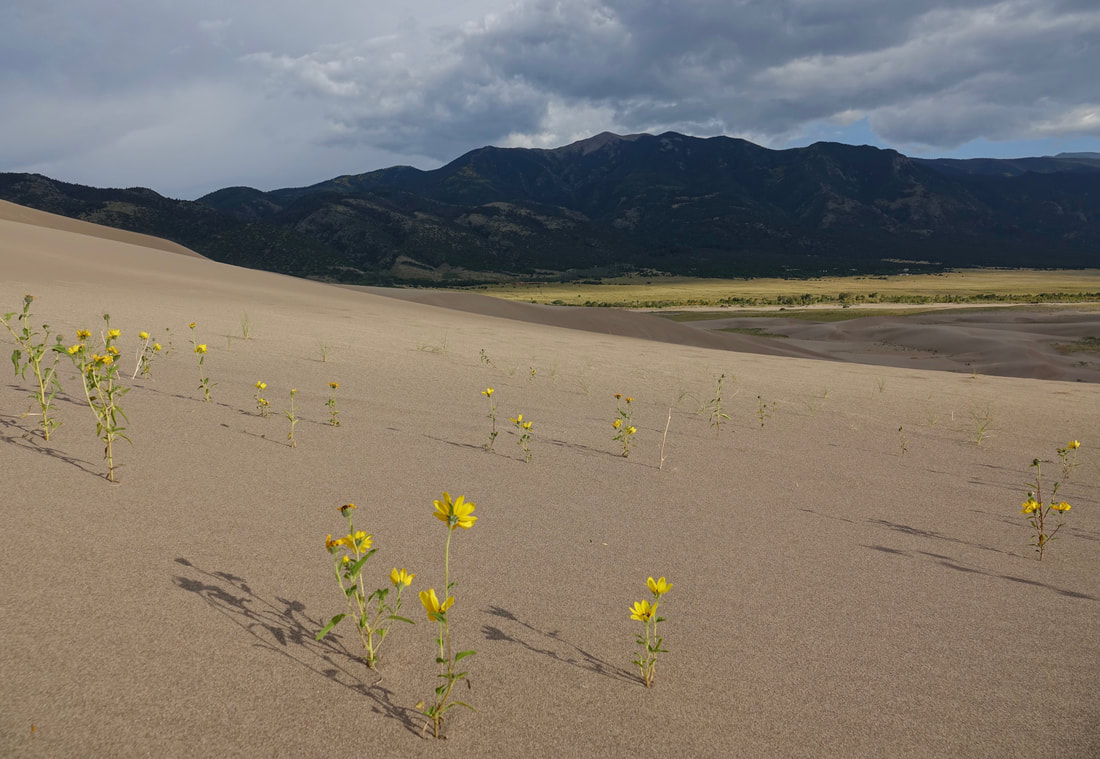 Sunflowers in bloom in September at Great Sand Dunes national park