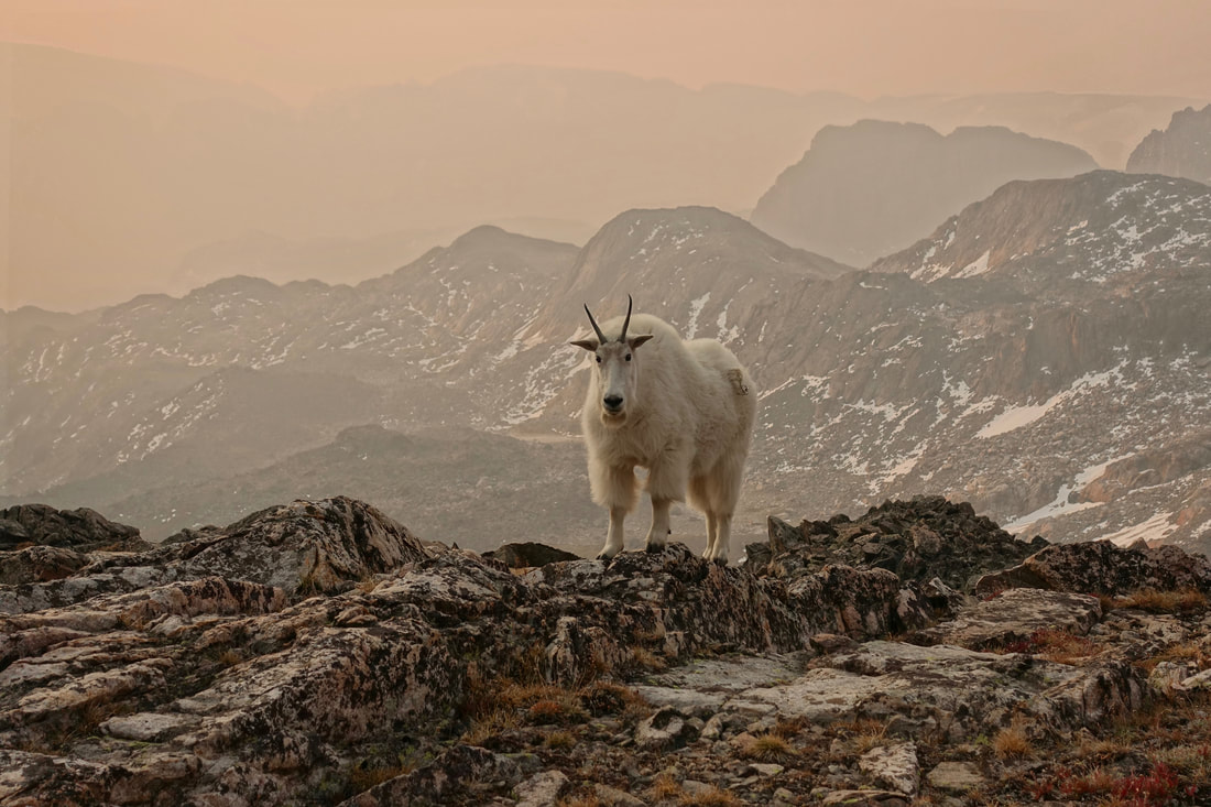 Mountain goat at camp on a backpacking hike in the Beartooth Mountains