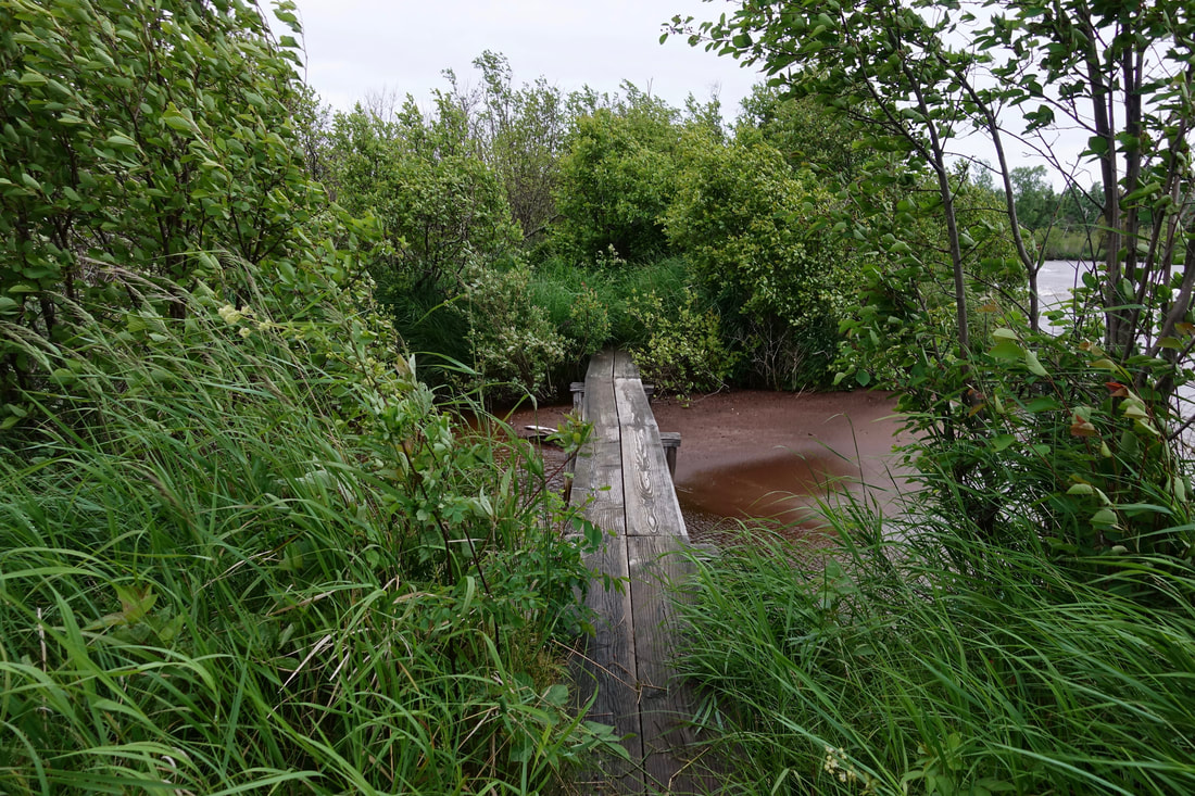 Overgrown boardwalk on Island mine trail