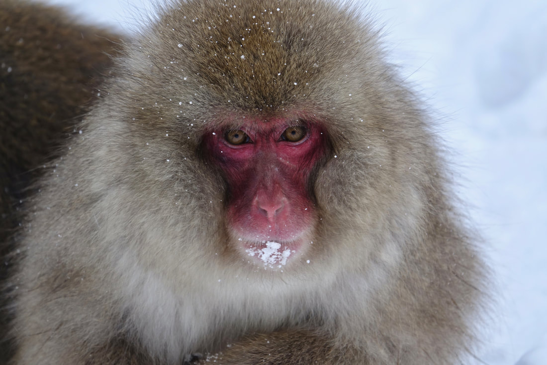 Adult snow monkey