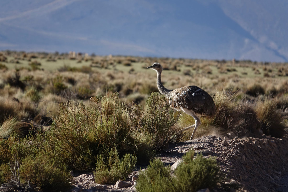 Lesser Rhea in the altiplano of Chile