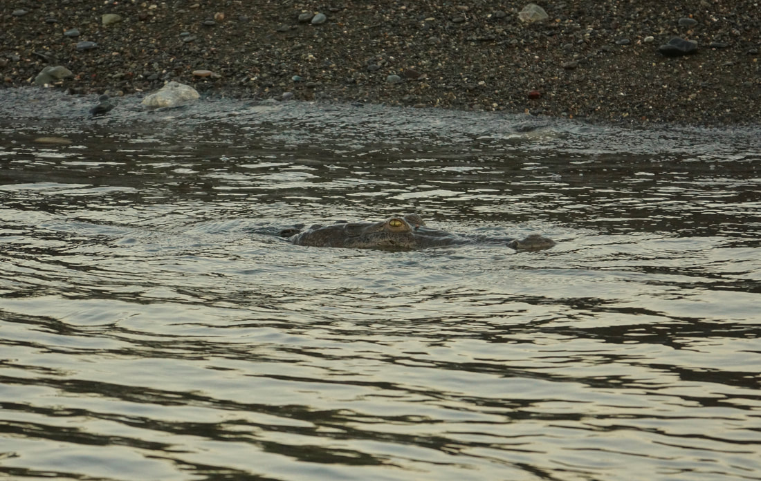 American crocodile in the Sirena River in Corcovado, Costa Rica