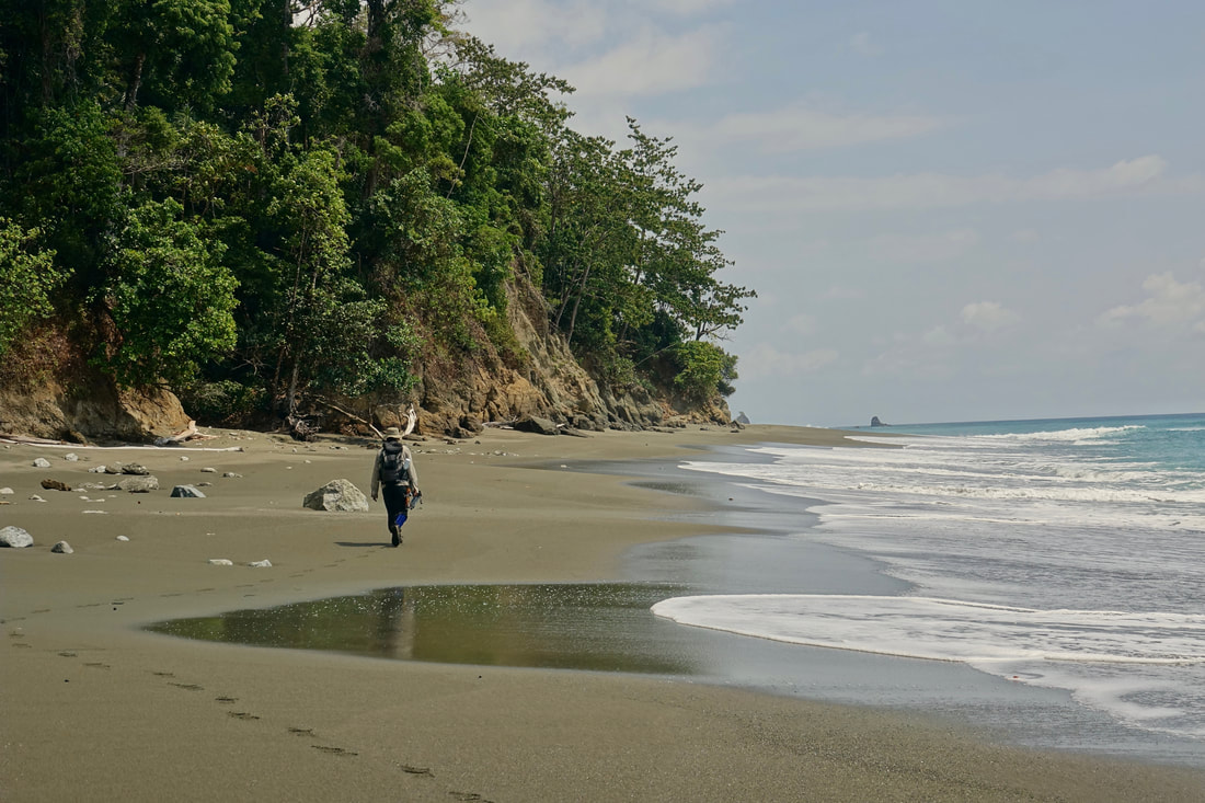 Beach walk from Sirena to Le Leona in Corcovado