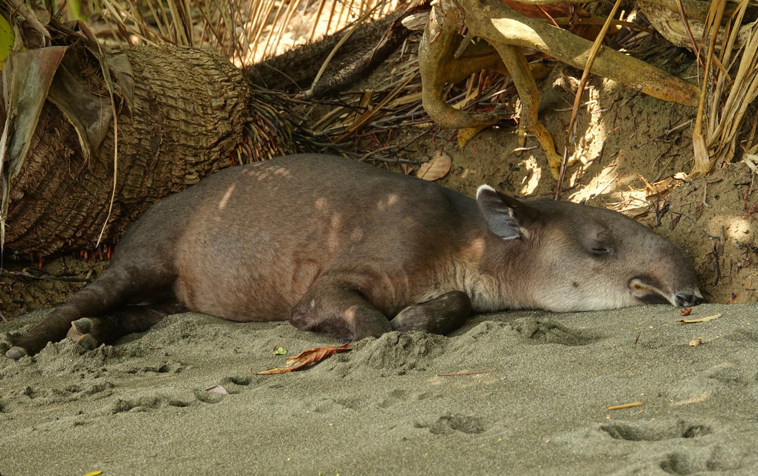 Tapir taking a nap on the beach