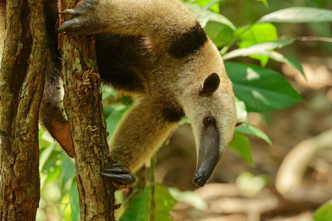Anteater on the Corcovado hike in Costa Rica