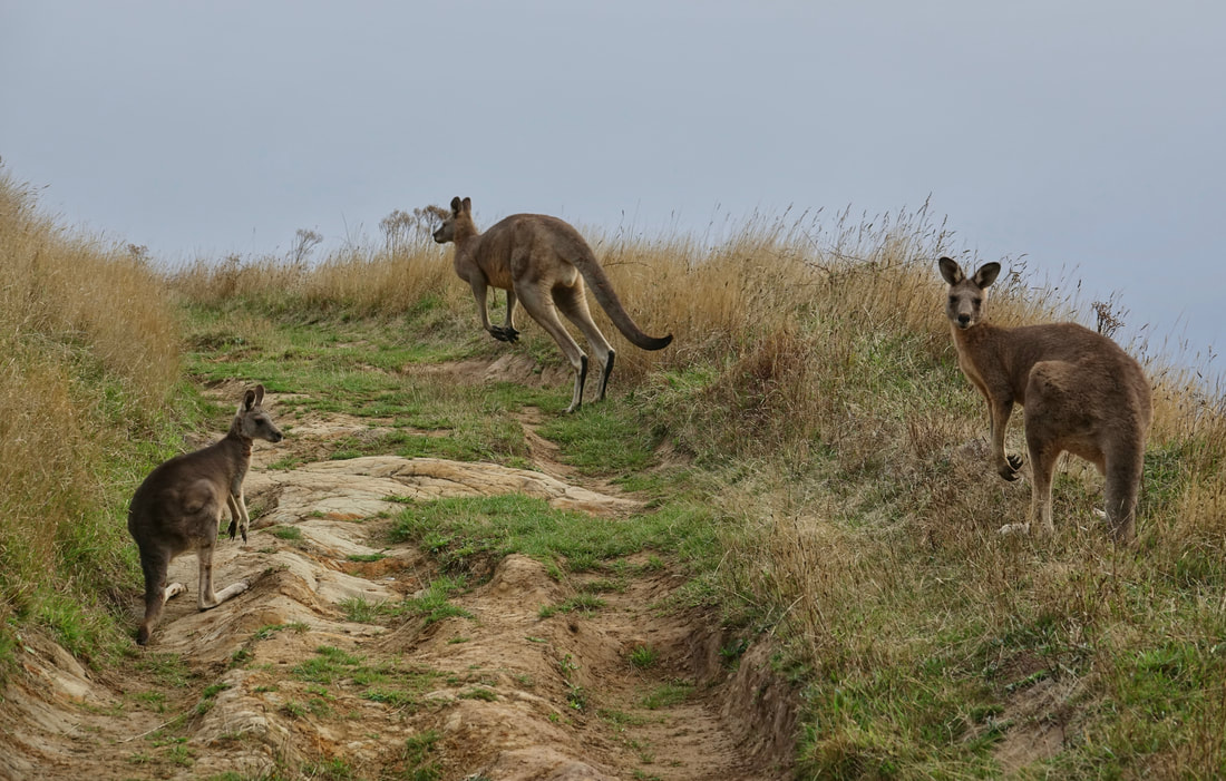 Kangaroos on the road walk