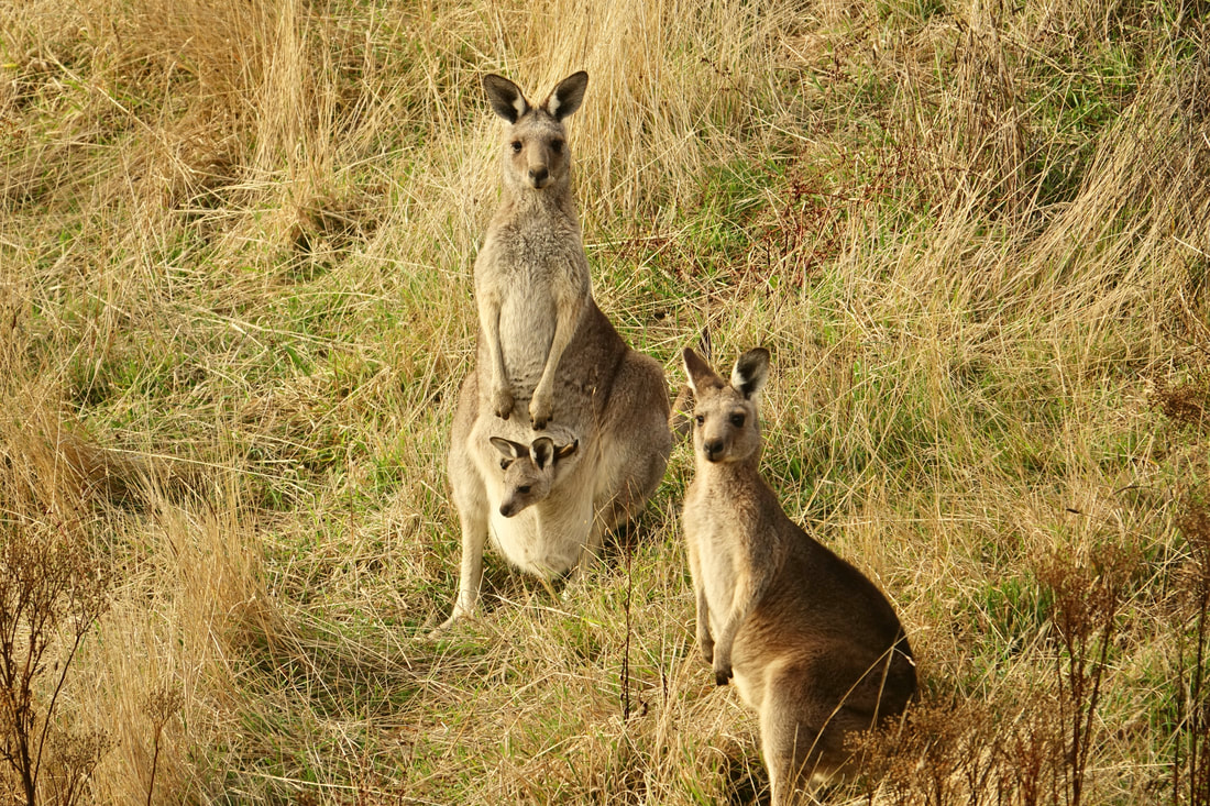 Kangaroos on the Great Ocean walk near the campground