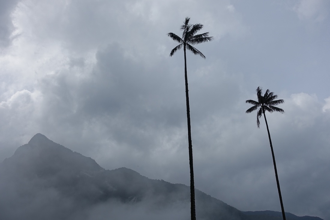 Wax palms in the Valle de Cocora
