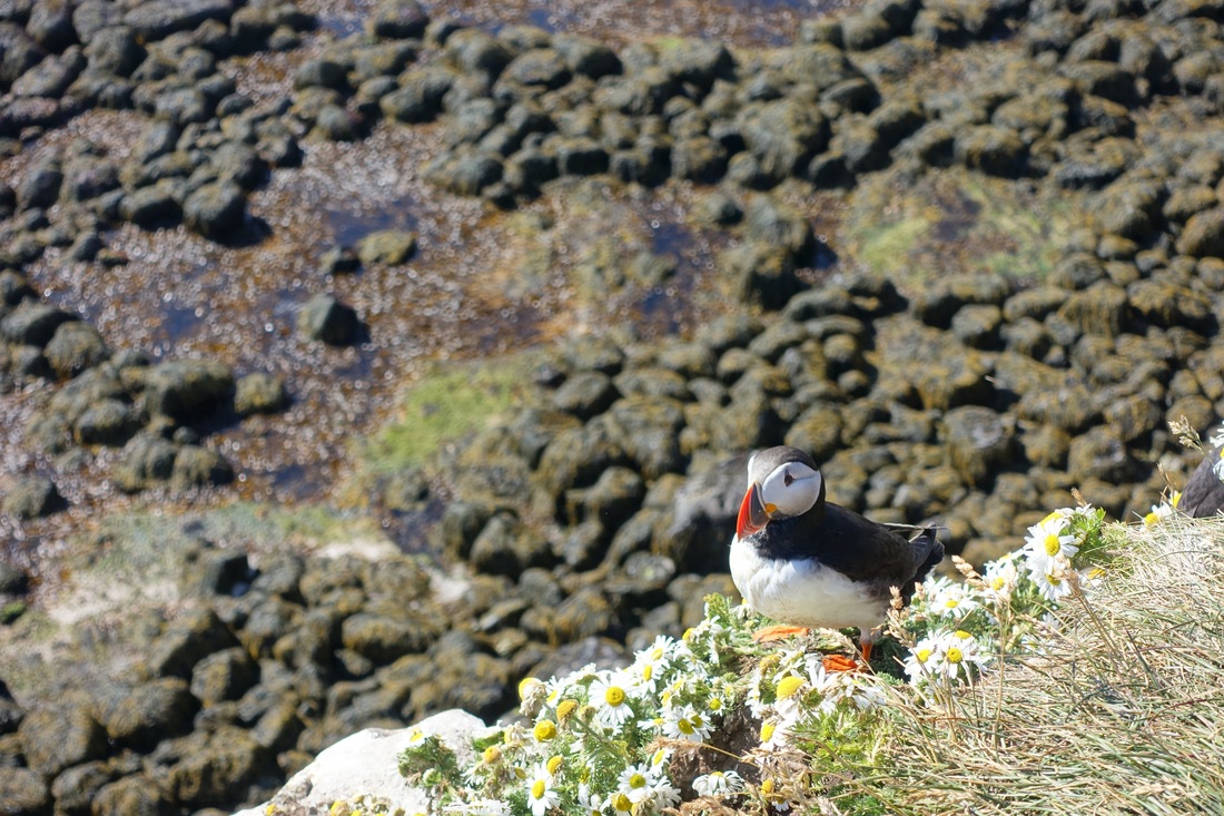 Puffin on the Latrabjarg cliffs in Iceland