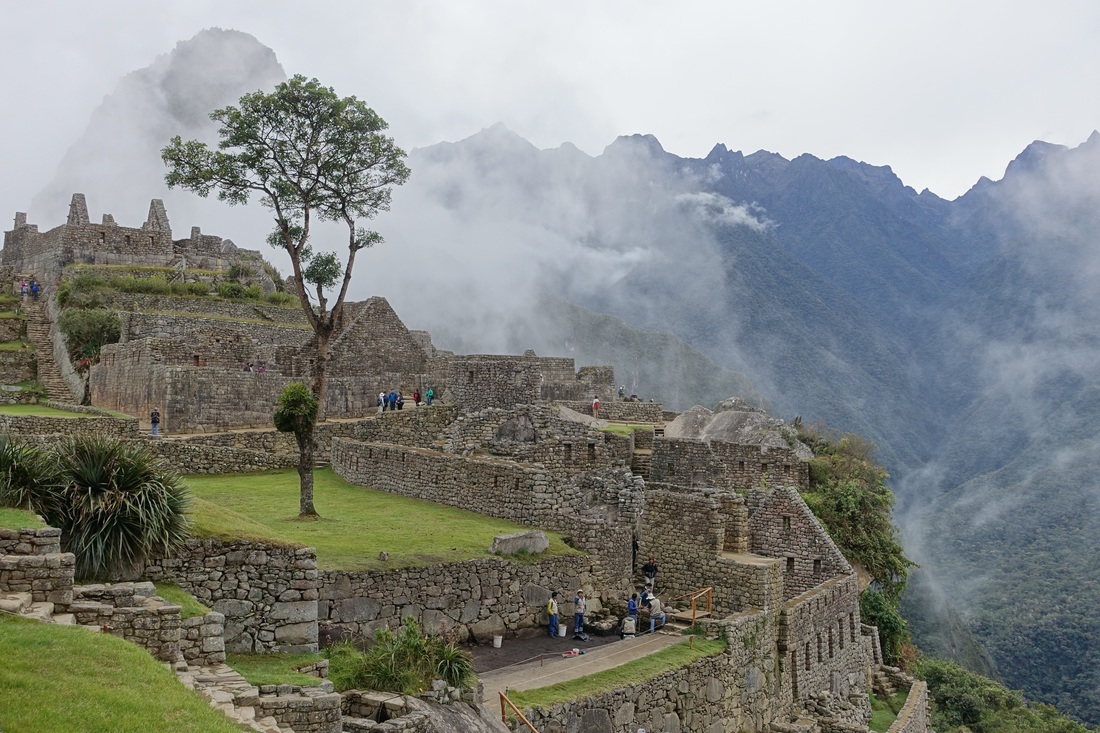 Tree that stands alone in Machu Picchu