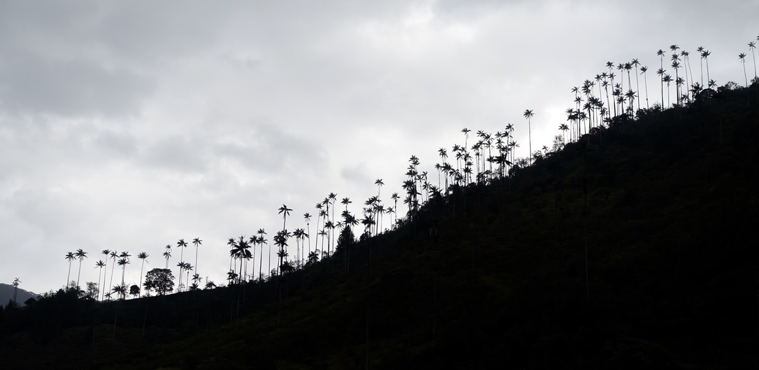 Wax palms of the Valle de Cocora in Colombia