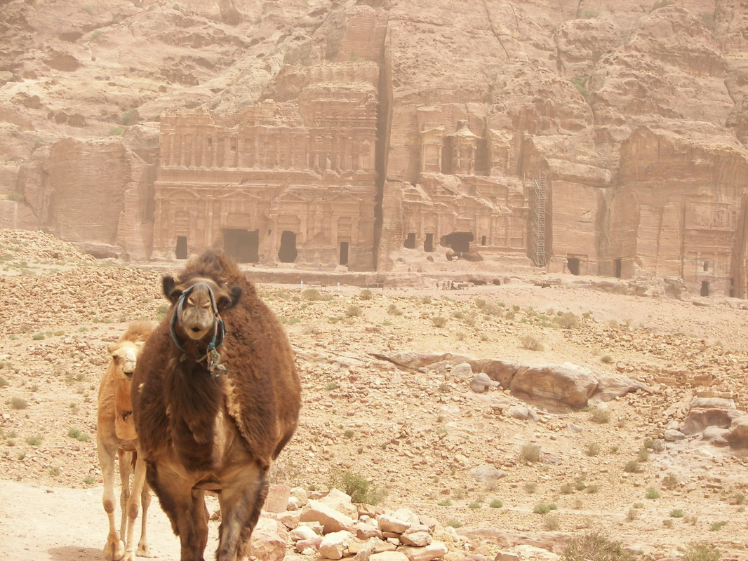 Camel climbing a hill in Petra Jordan