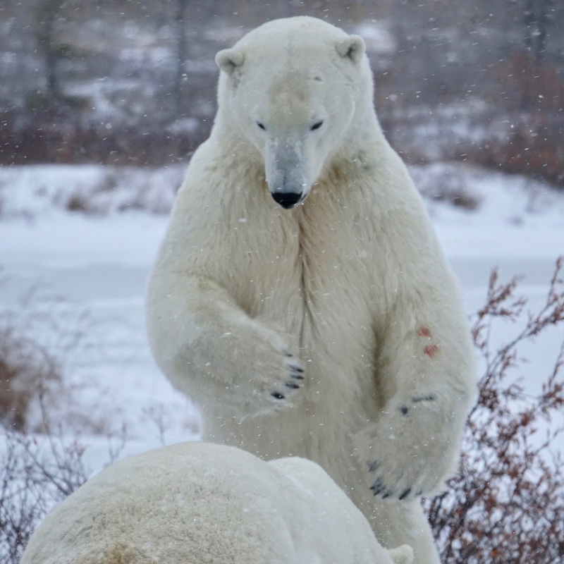 Polar bear standing over another