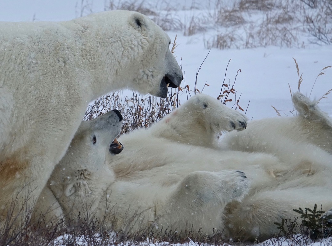 Close up of polar bears wrestling
