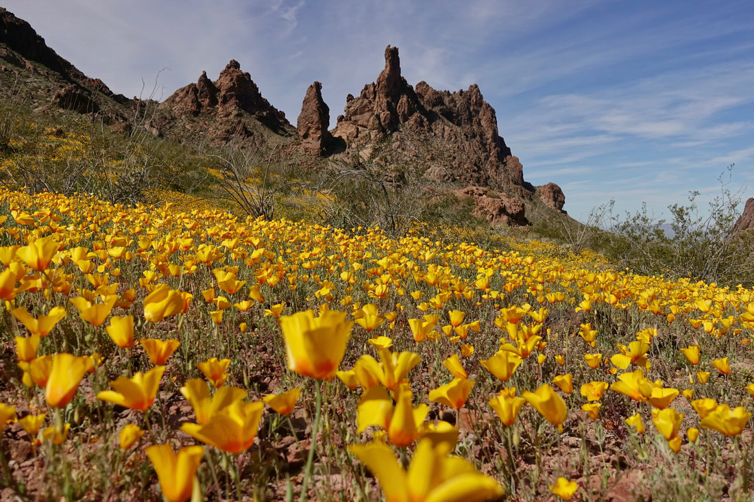 March wildflowers in the Kofa mountain range in Arizona