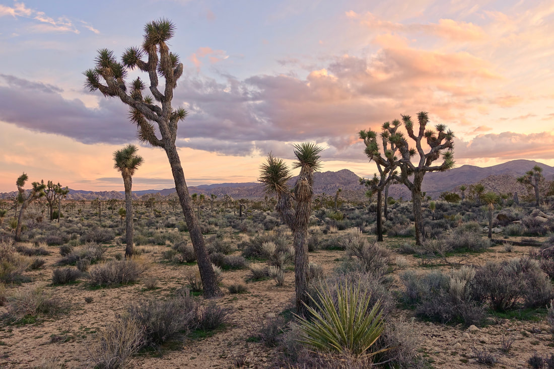 Backcountry camping in Joshua Tree National Park along the Boy Scout Trail