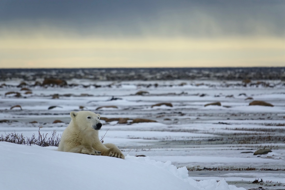 Polar bear on the Hudson Bay coast