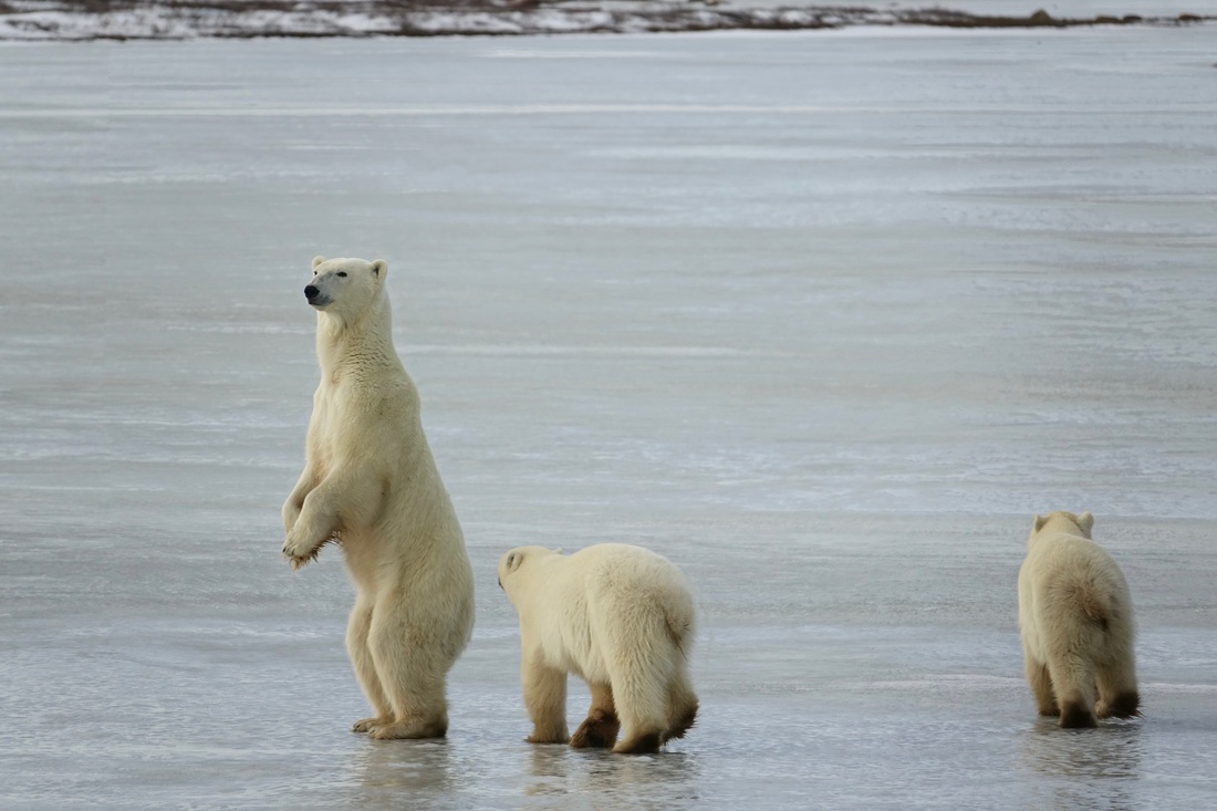 Polar bear mother with her two cubs
