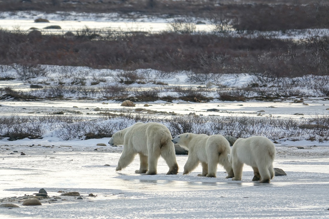 Polar bear and two cubs