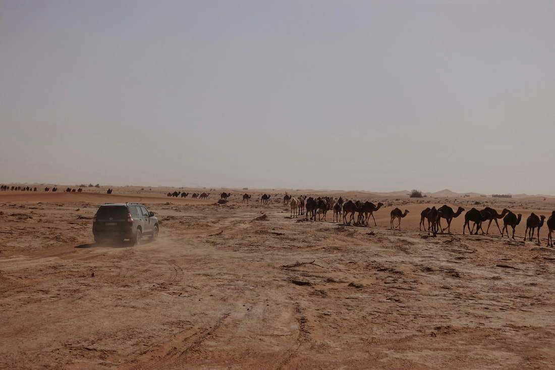 Line of camels