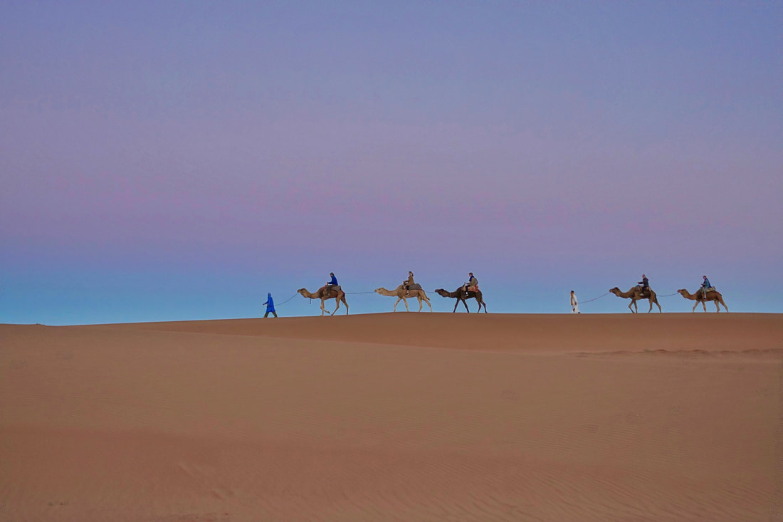 Camels making their way across the dunes