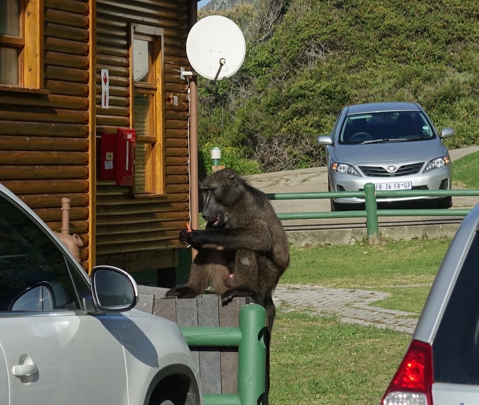 Baboon at the trash can at Storms River camp