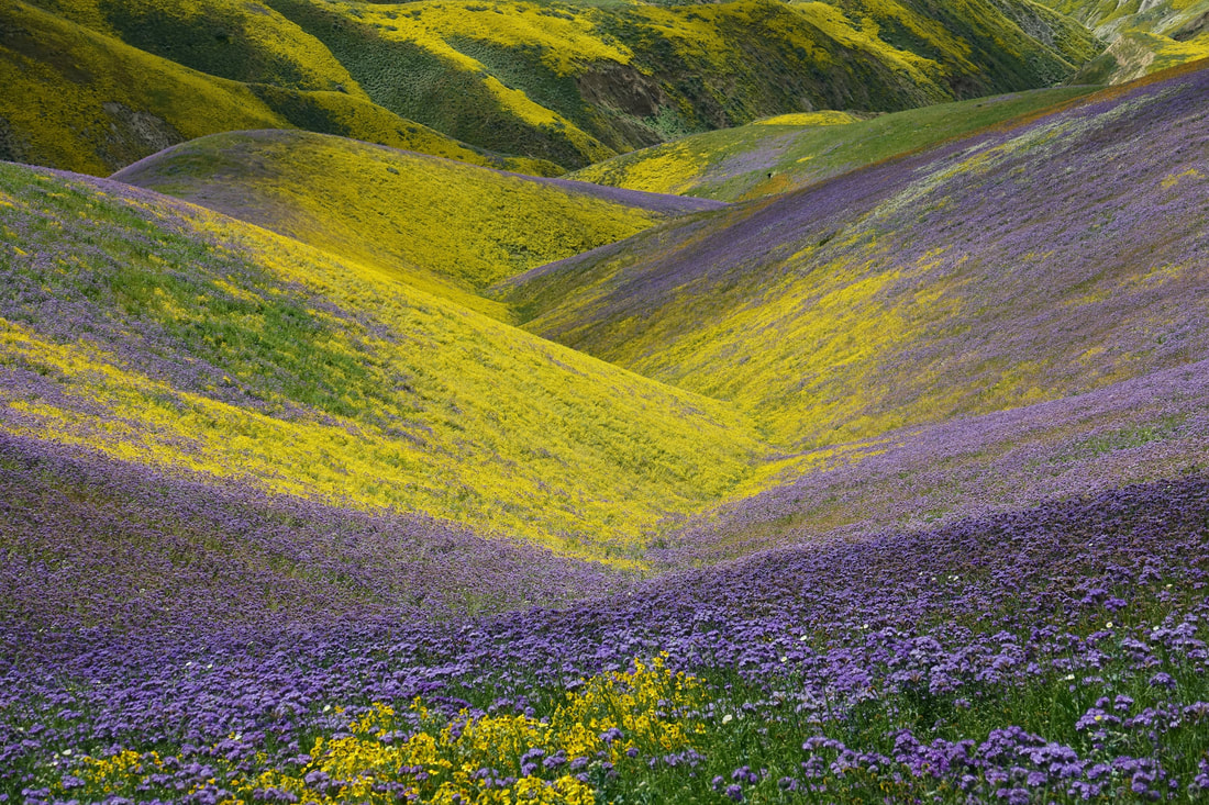 Temblor Range spring wildflowers in Carrizo Plain California