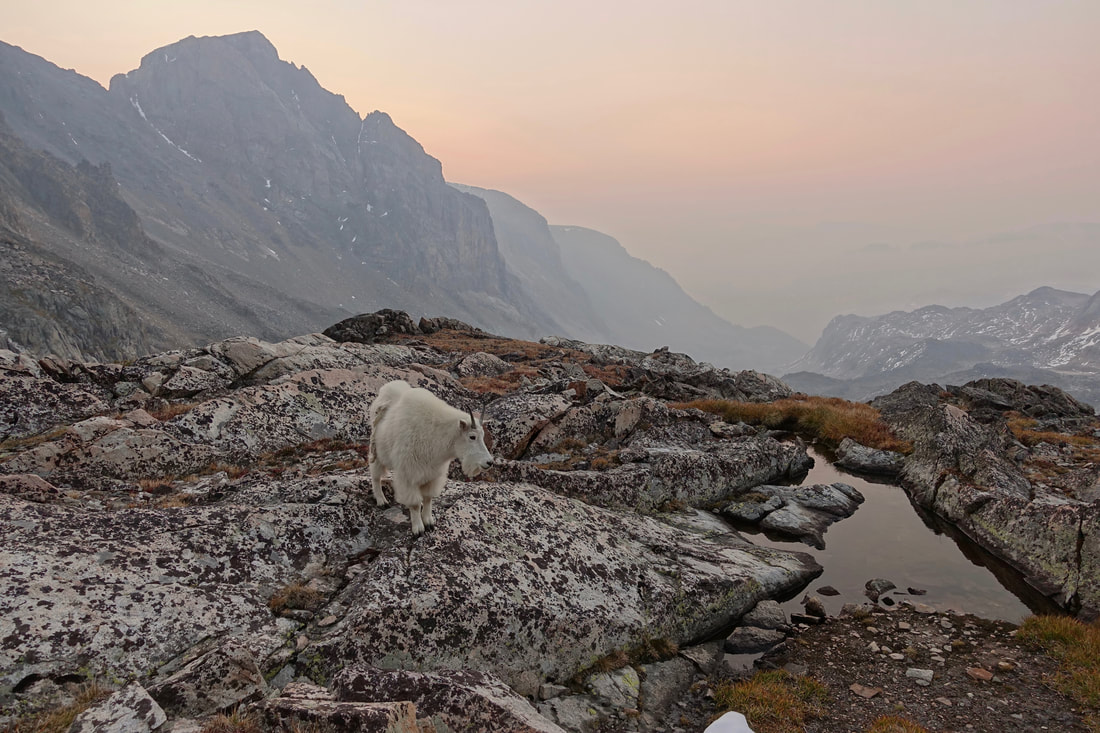 Mountain Goat near Granite Peak in the Beartooth Mountains in Montana