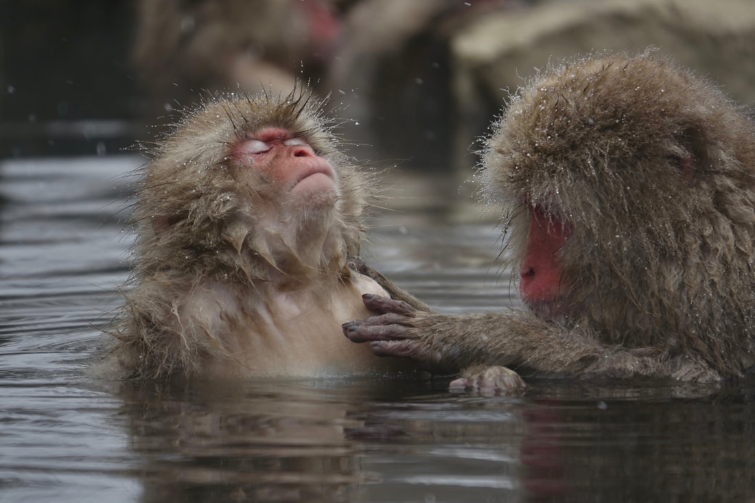 Snow monkeys in the hot spring