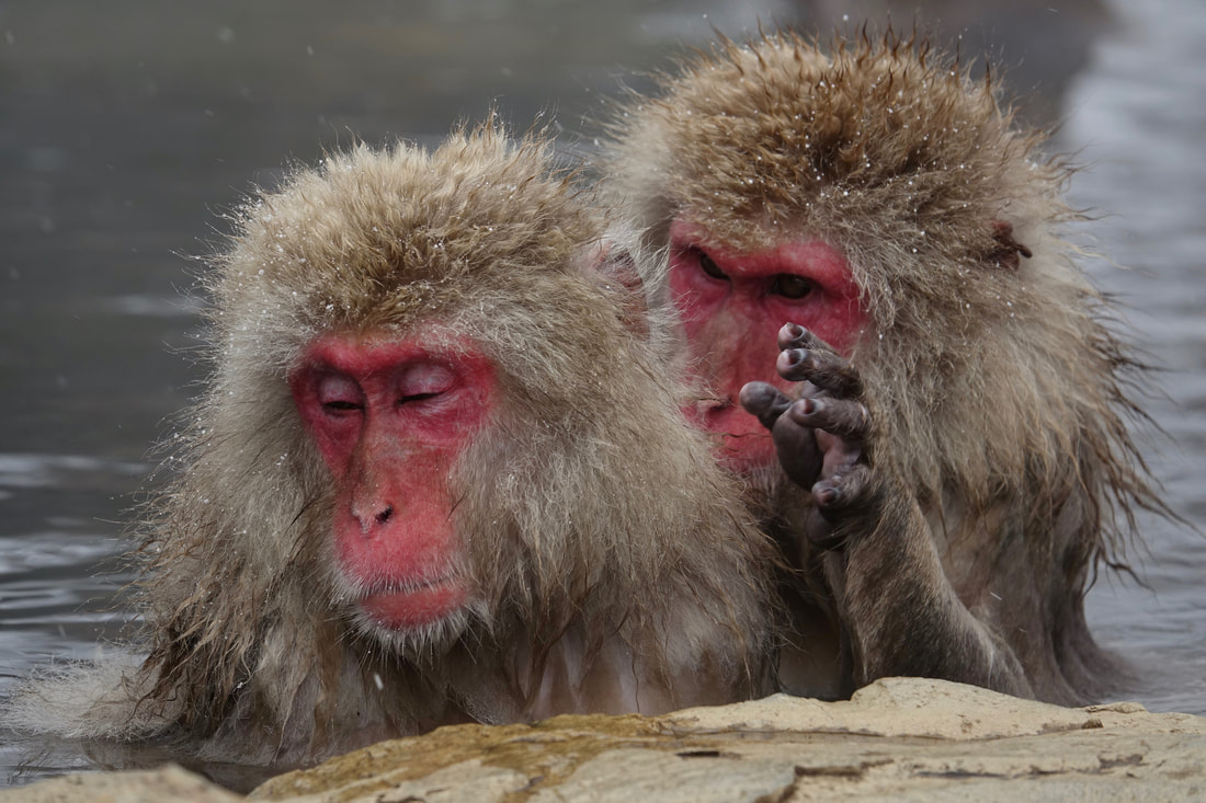 Snow monkeys at Jigokudani Monkey Park