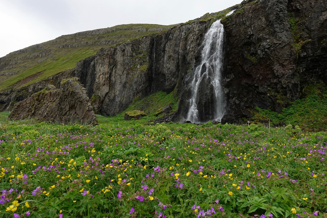 Spring flowers and waterfall near Hofn Iceland