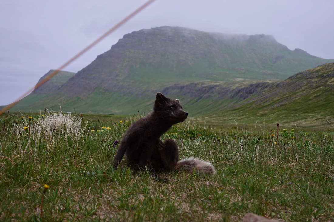 Arctic fox at the campsite in Hornvik area of Hornstrandir Iceland