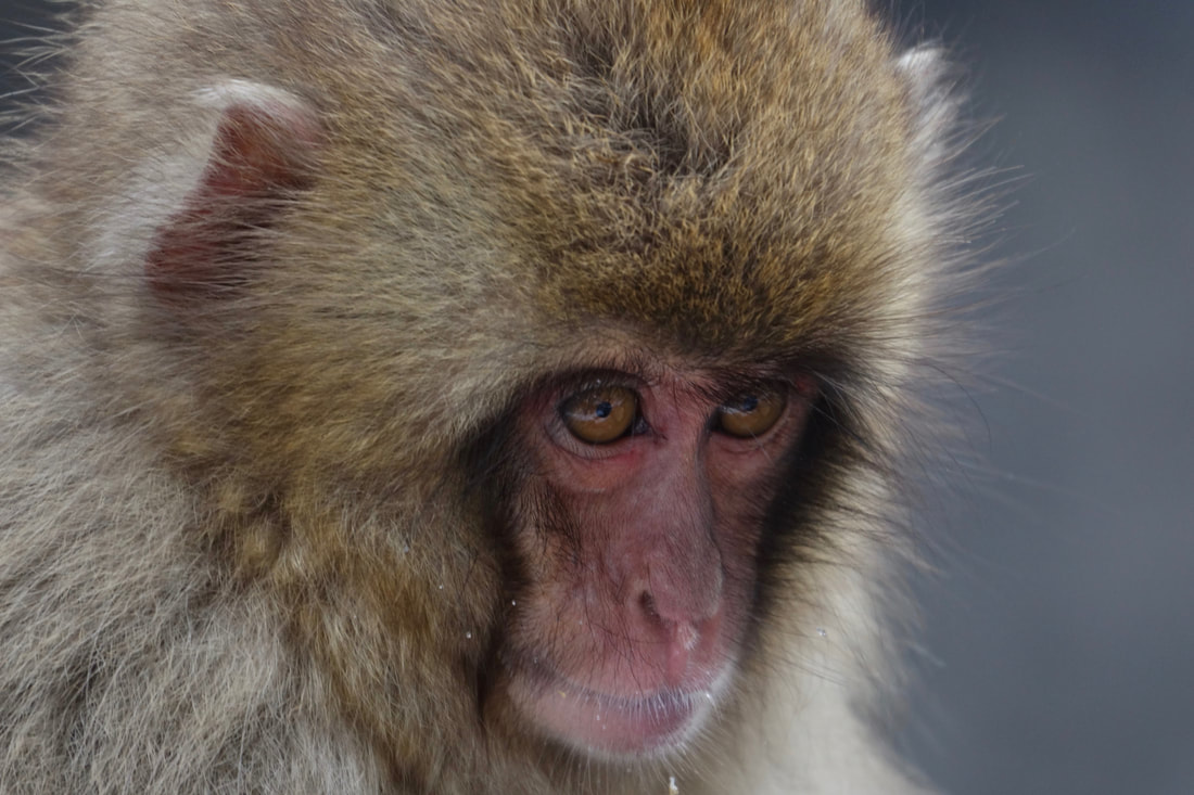 Close up of the snow monkey face