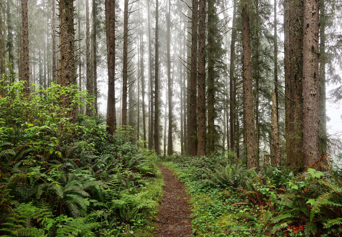 Redwood Coastal Trail walk in northern California