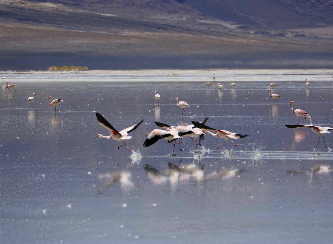 Flamingos at the flooded Laguna de Huasco