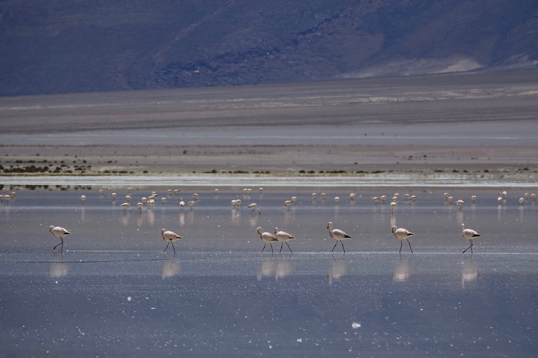 Flamingos at Parque Huasco