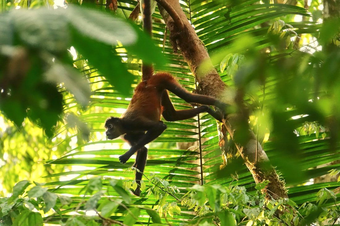 Spider Monkey on the Corcovado National Park hike in Costa Rica