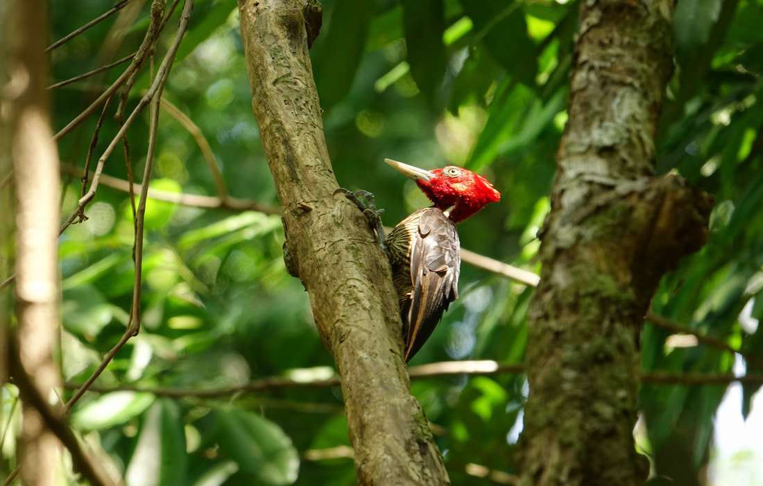 Woodpecker in the forest