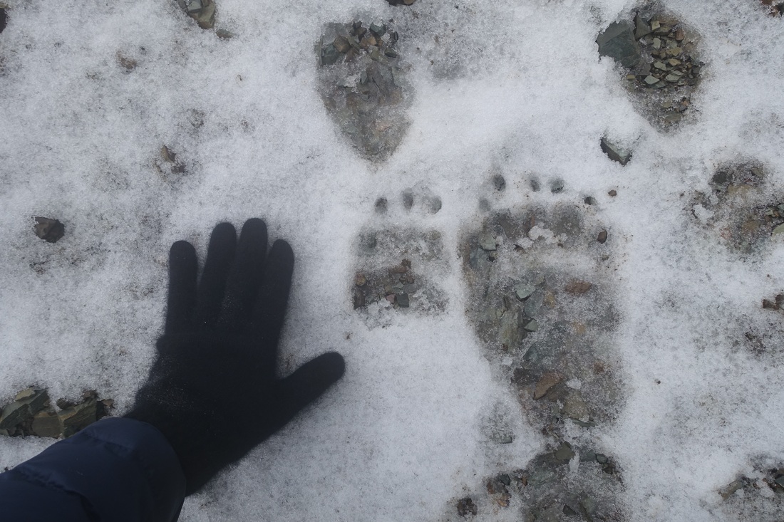Bear tracks on the trail