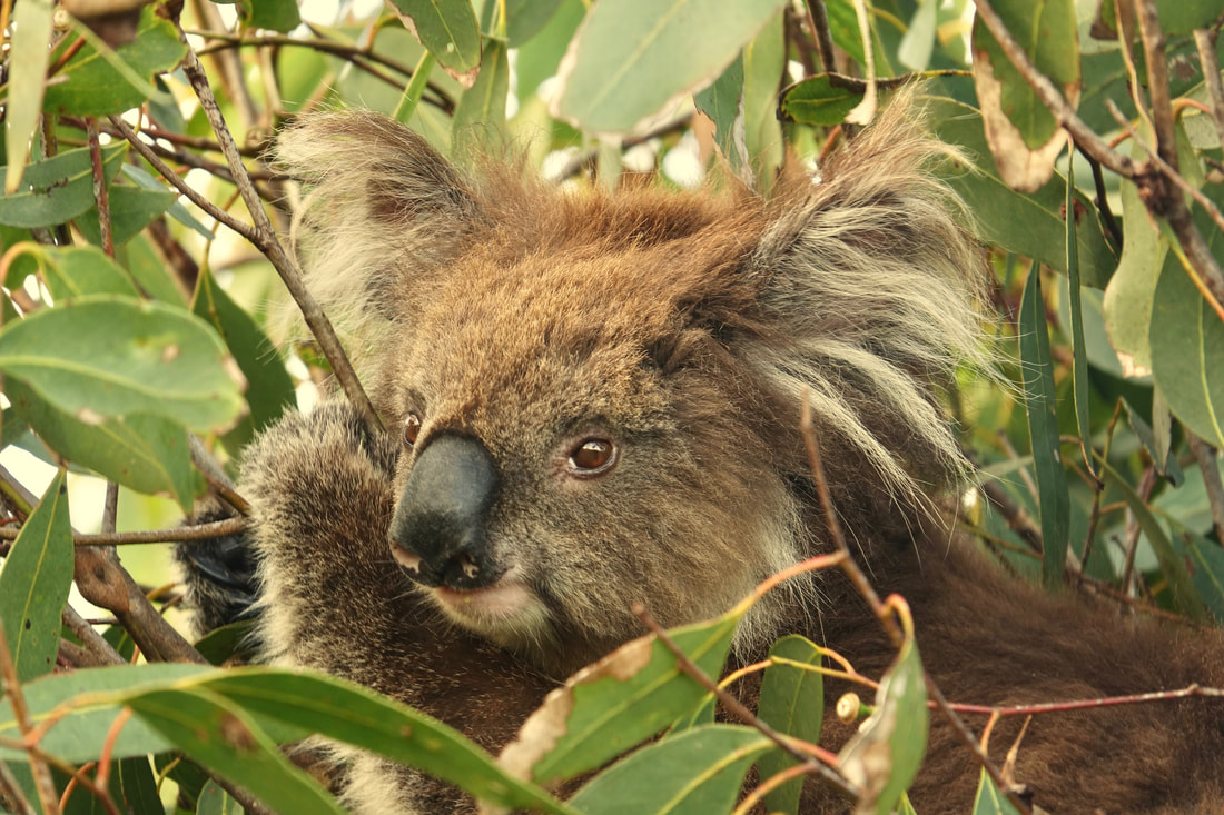 Koala in the bush on the Great Ocean walk in Australia coast