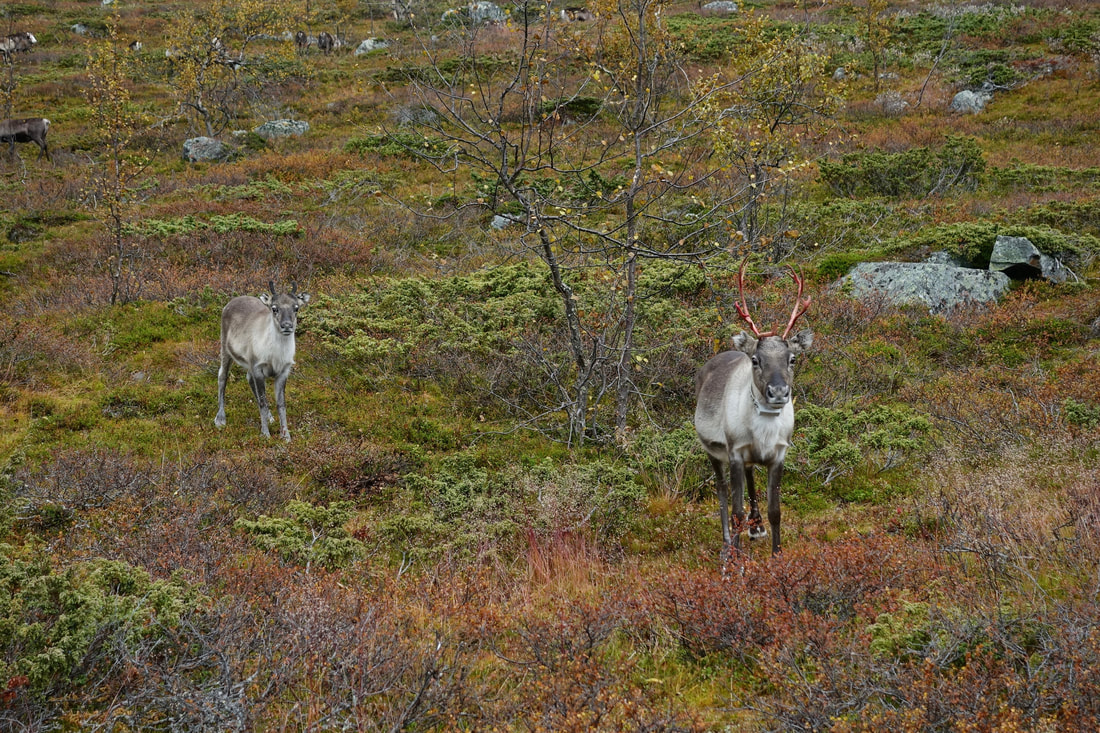 Hundreds on reindeer in Sarek National park