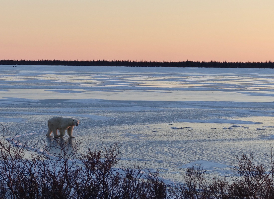 Polar bear on the frozen Dymond Lake